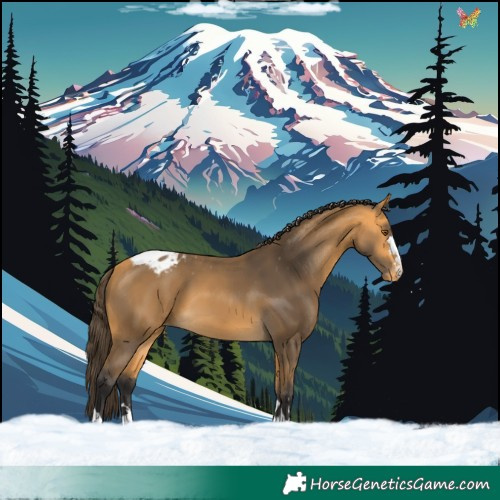 Horse Color:Buckskin Appaloosa