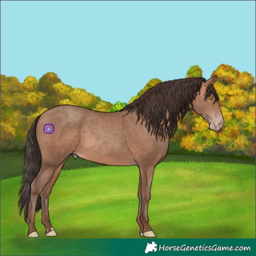 Horse Color:Sable Champagne 
