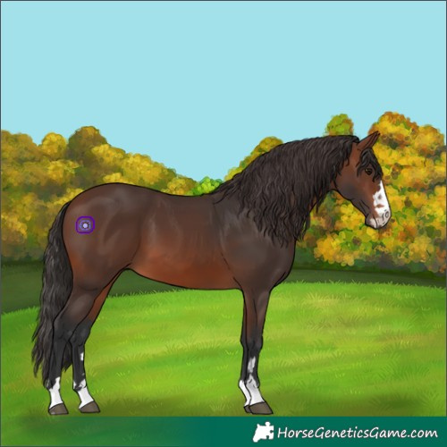 Horse Color:Brown 