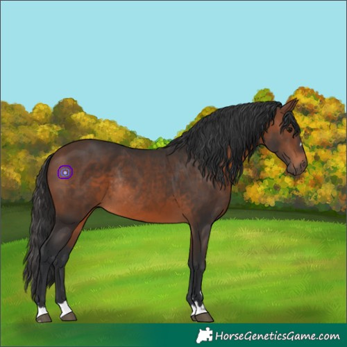 Horse Color:Brown Rabicano
