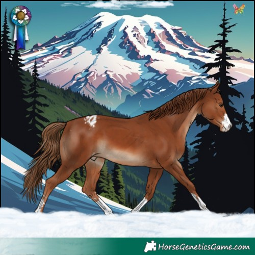 Horse Color:Chestnut Appaloosa