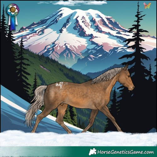 Horse Color:Chocolate Palomino Appaloosa