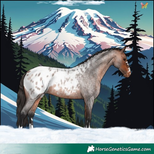 Horse Color:Bay Roan Appaloosa 