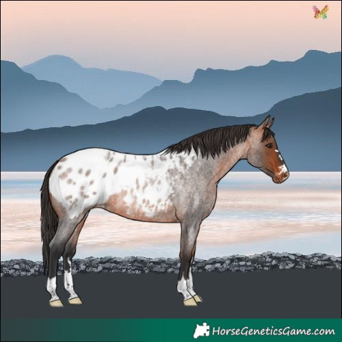 Horse Color:Bay Roan Blanket