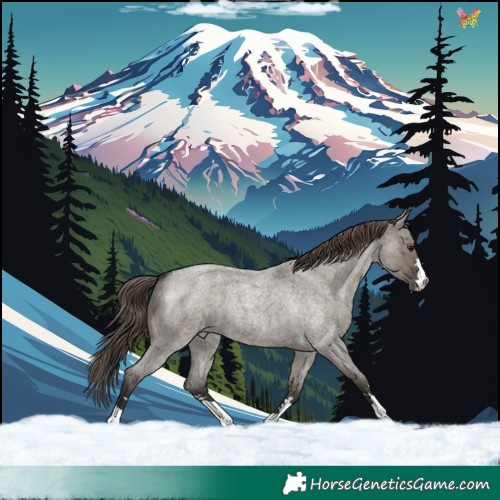Horse Color:Smoky Grullo Roan Appaloosa
