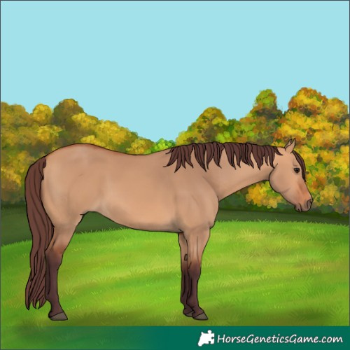 Horse Color:Chocolate Bay Dun 
