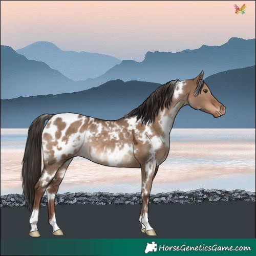 Horse Color:White Spotted Liver Red Dun Blanket Rabicano