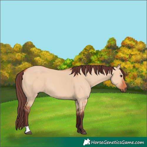 Horse Color:Chocolate Bay Dun 