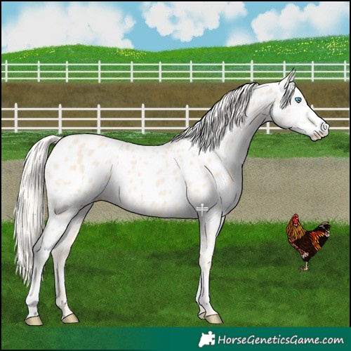 Horse Color:Cremello Appaloosa