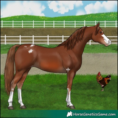Horse Color:Chestnut Appaloosa