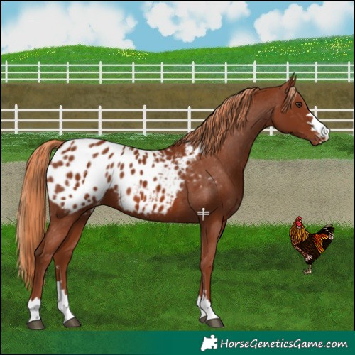 Horse Color:Chestnut Appaloosa
