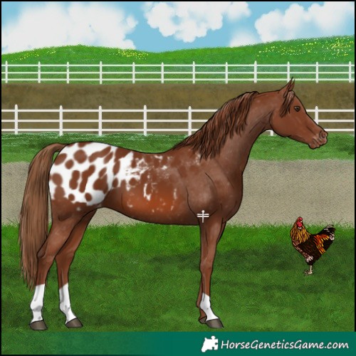 Horse Color:Chestnut Appaloosa