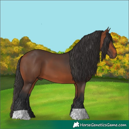 Horse Color:Bay 