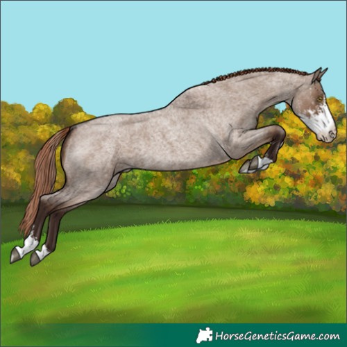 Horse Color:Liver Red Dun Roan Sabino Rabicano 