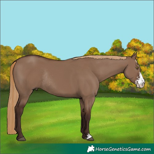 Horse Color:Liver Red Dun Sabino Rabicano