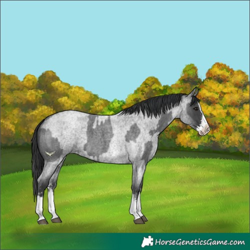 Horse Color:Blue Roan Sabino Splash  and Blue Roan Sabino Splash 