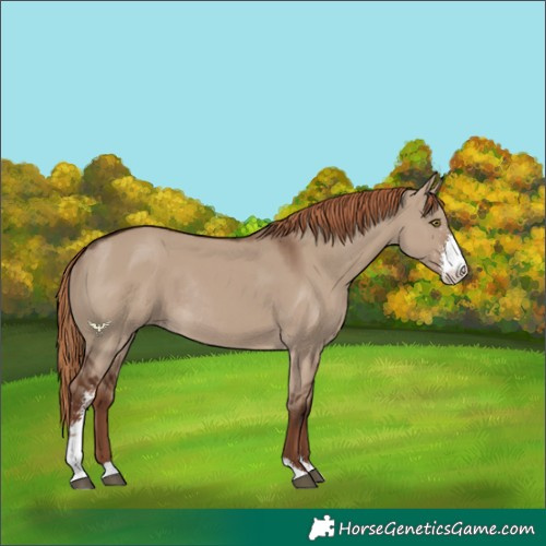 Horse Color:Liver Red Dun Sabino Rabicano