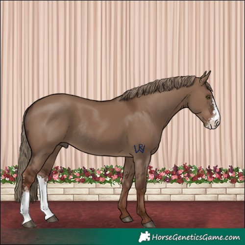 Horse Color:Liver Red Dun Sabino Rabicano