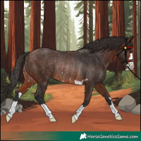 Horse Color:Brown Rabicano