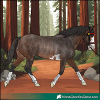 Horse Color:Brown Rabicano