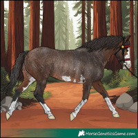 Horse Color:Brown Rabicano 