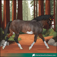 Horse Color:Brown Rabicano