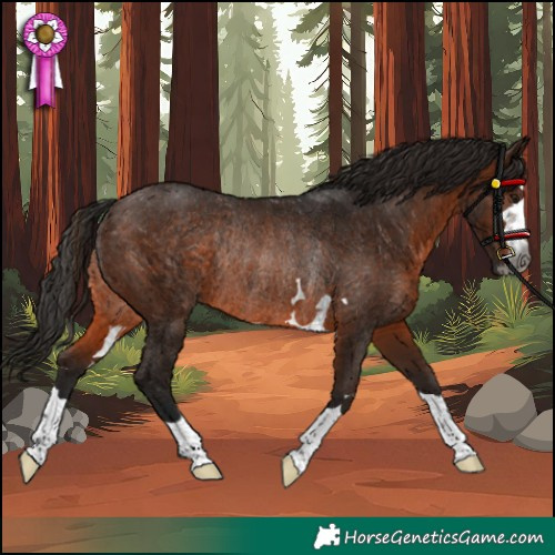 Horse Color:Gray Bay Rabicano 