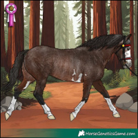 Horse Color:Gray Bay Rabicano 