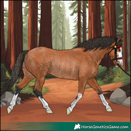 Horse Color:Bay Rabicano