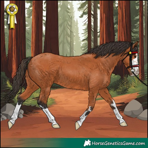 Horse Color:Bay 