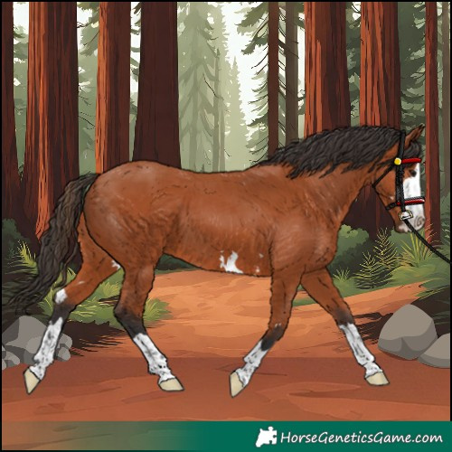 Horse Color:Bay 