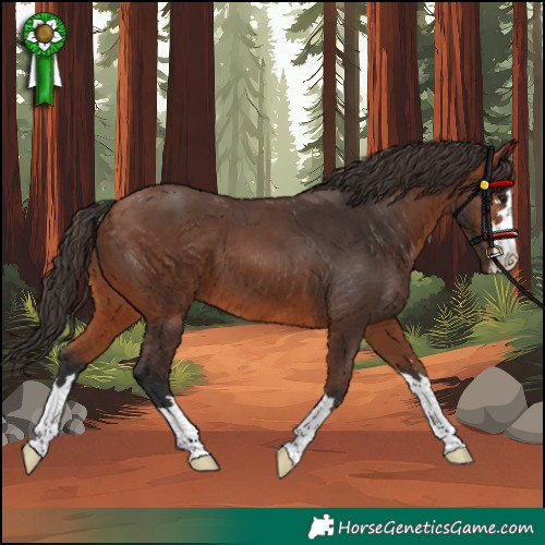 Horse Color:Bay 