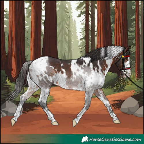 Horse Color:White Spotted Brown 