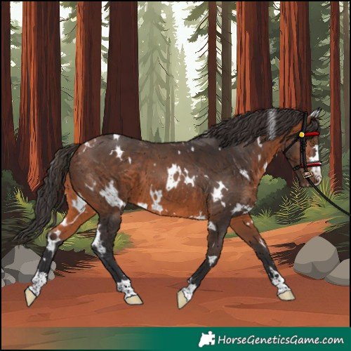 Horse Color:White Spotted Bay 