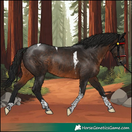 Horse Color:Gray Brown Tobiano Rabicano 