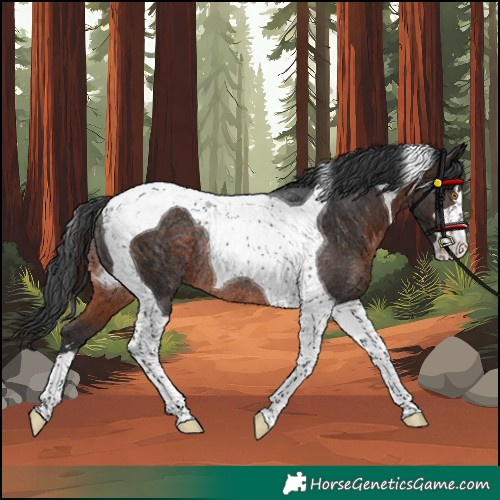Horse Color:Brown Tobiano Rabicano 