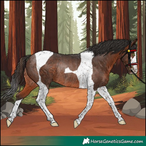 Horse Color:Brown Tobiano Rabicano
