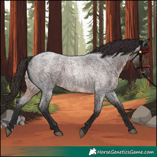Horse Color:Gray Liver Red Roan Rabicano