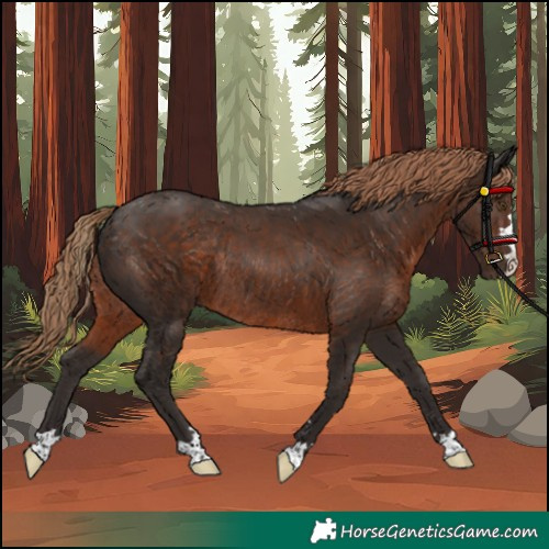 Horse Color:Liver Chestnut Rabicano 