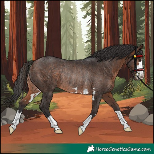 Horse Color:Bay Rabicano 