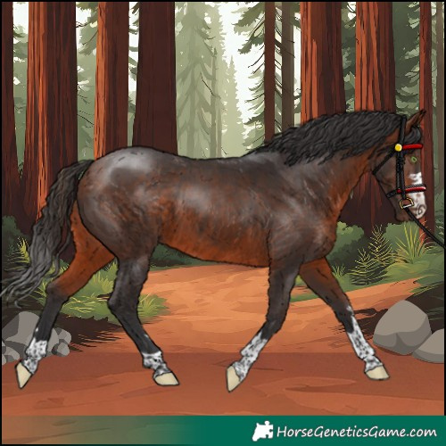 Horse Color:Bay Rabicano