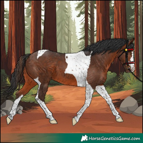 Horse Color:Brown Tobiano 