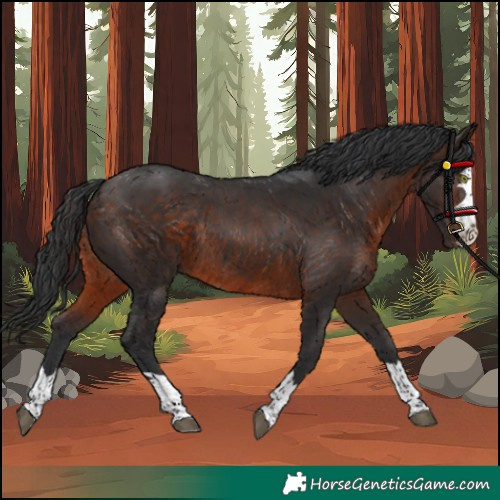 Horse Color:Brown Rabicano 