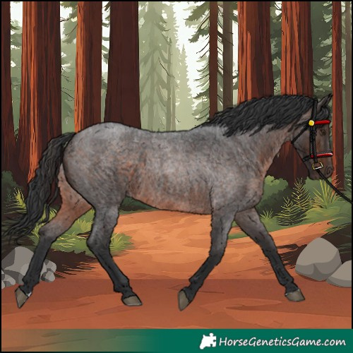 Horse Color:Brown Roan Rabicano 
