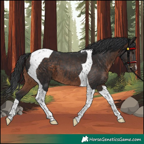 Horse Color:Brown Tobiano 