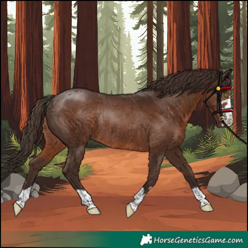 Horse Color:Liver Chestnut Rabicano