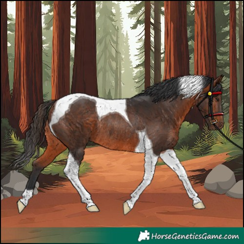 Horse Color:Bay Tobiano Rabicano