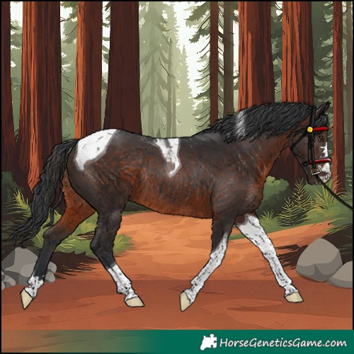 Horse Color:Brown Tobiano Rabicano 
