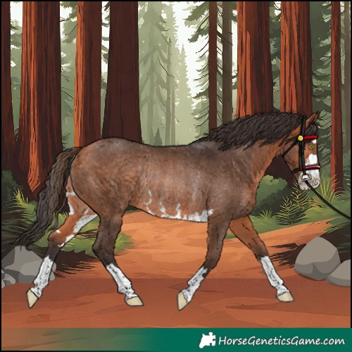 Horse Color:Bay Rabicano