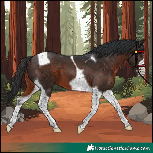 Horse Color:Brown Tobiano 